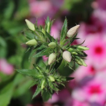 Phlox Brilliant (Samen)