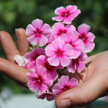 Phlox Brilliant (Samen)