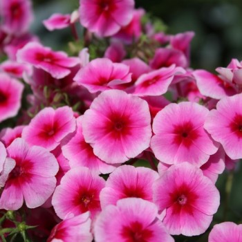 Phlox Brilliant (Samen)