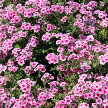 Phlox Brilliant (Samen)