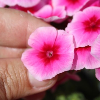 Phlox Brilliant (Samen)