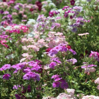 Neu! Phlox Cecily Mix (Samen)