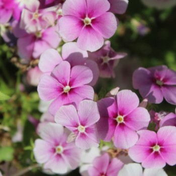 Neu! Phlox Cecily Mix (Samen)