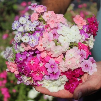 Neu! Phlox Cecily Mix (Samen)