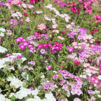 Neu! Phlox Cecily Mix (Samen)