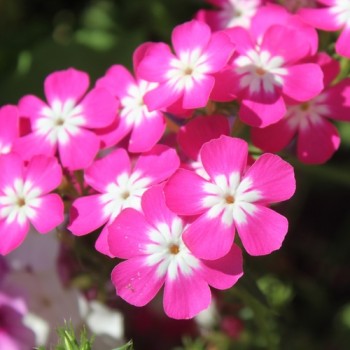 Neu! Phlox Cecily Mix (Samen)