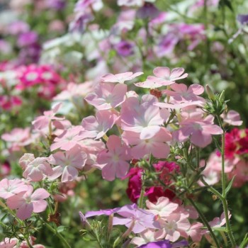 Neu! Phlox Cecily Mix (Samen)