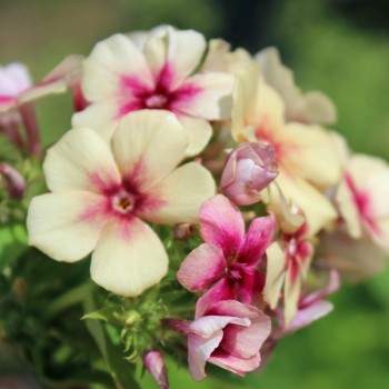 Phlox Cherry Caramel (Samen)