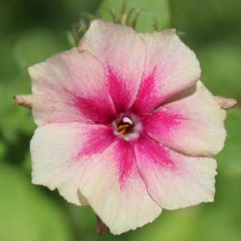 Phlox Cherry Caramel (Samen)