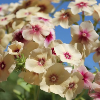 Phlox Cherry Caramel (Samen)
