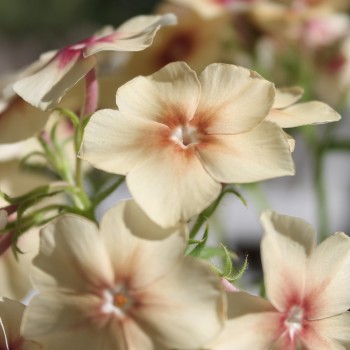 Phlox Cherry Caramel (Samen)