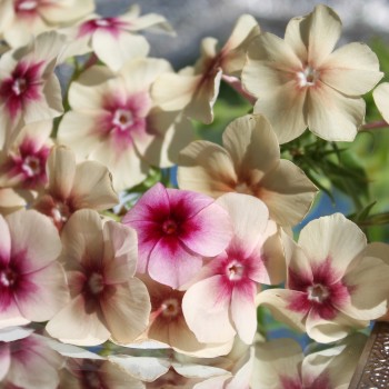 Phlox Cherry Caramel (Samen)