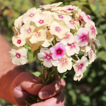 Phlox Cherry Caramel (Samen)