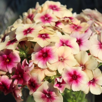 Phlox Cherry Caramel (Samen)