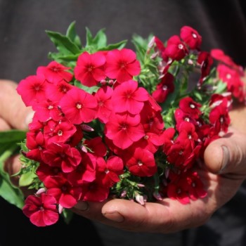 Phlox Coccinea (Samen)