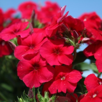 Phlox Coccinea (Samen)