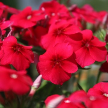 Phlox Coccinea (Samen)