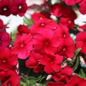 Phlox Coccinea (Samen)