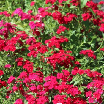 Phlox Coccinea (Samen)