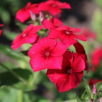 Phlox Coccinea (Samen)