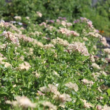 Phlox Crème Brulée (Samen)