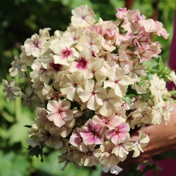 Phlox Crème Brulée (Samen)