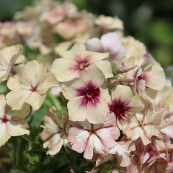 Phlox Crème Brulée (Samen)