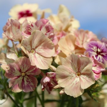 Phlox Crème Brulée (Samen)