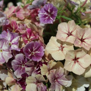 Phlox Crème Brulée (Samen)