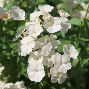 Phlox Isabellina (Samen)