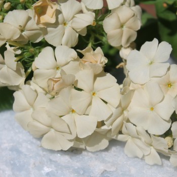 Phlox Isabellina (Samen)