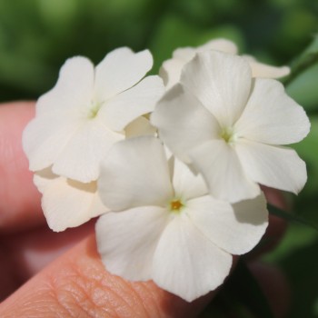 Phlox Isabellina (Samen)