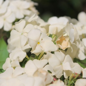 Phlox Isabellina (Samen)