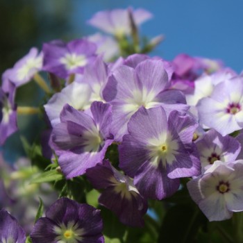 Phlox Lavender Beauty (Samen)