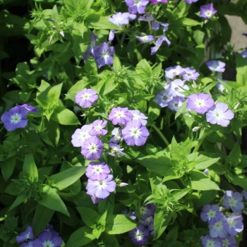 Phlox Lavender Beauty (Samen)
