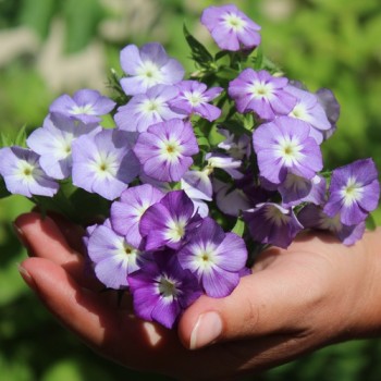 Phlox Lavender Beauty (Samen)