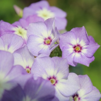 Phlox Lavender Beauty (Samen)