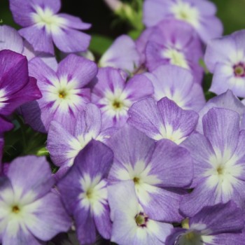 Phlox Lavender Beauty (Samen)