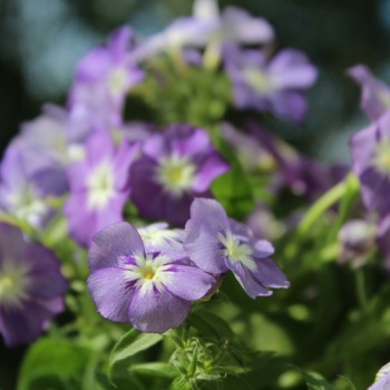 Phlox Lavender Beauty (Samen)