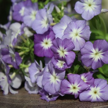 Phlox Lavender Beauty (Samen)