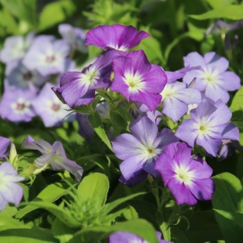 Phlox Lavender Beauty (Samen)