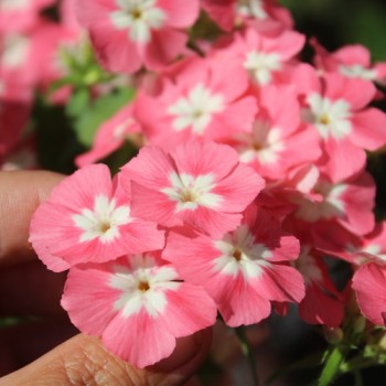 Phlox Leopoldii (Samen)