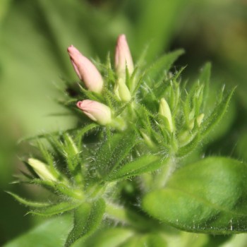 Phlox Leopoldii (Samen)