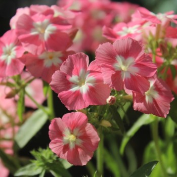 Phlox Leopoldii (Samen)