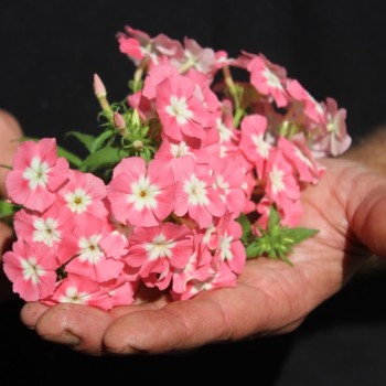 Phlox Leopoldii (Samen)