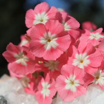 Phlox Leopoldii (Samen)