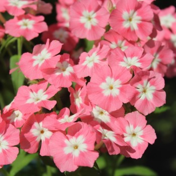 Phlox Leopoldii (Samen)