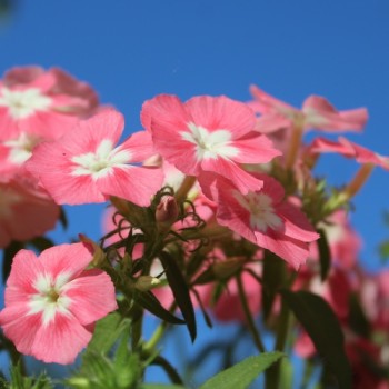 Phlox Leopoldii (Samen)