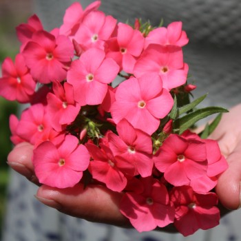 Phlox Beauty Salmon (Samen)
