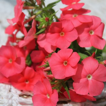 Phlox Beauty Salmon (Samen)